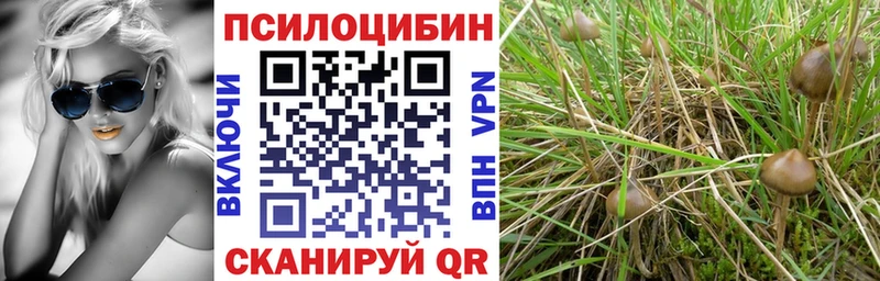 Купить где  Бородино  Галлюциногенные грибы Psilocybe 
